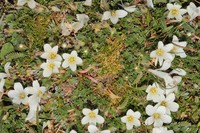 Geranium ruizii