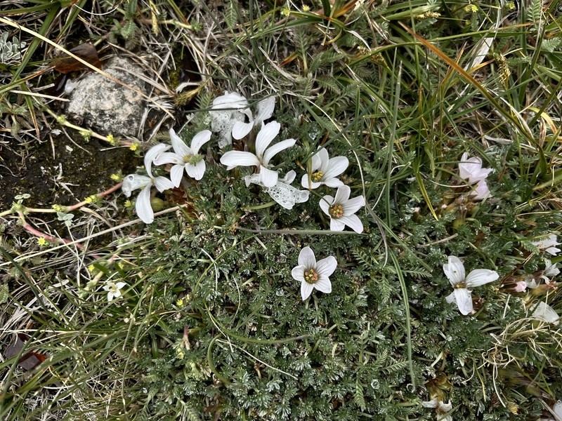 Geranium ruizii photo 2