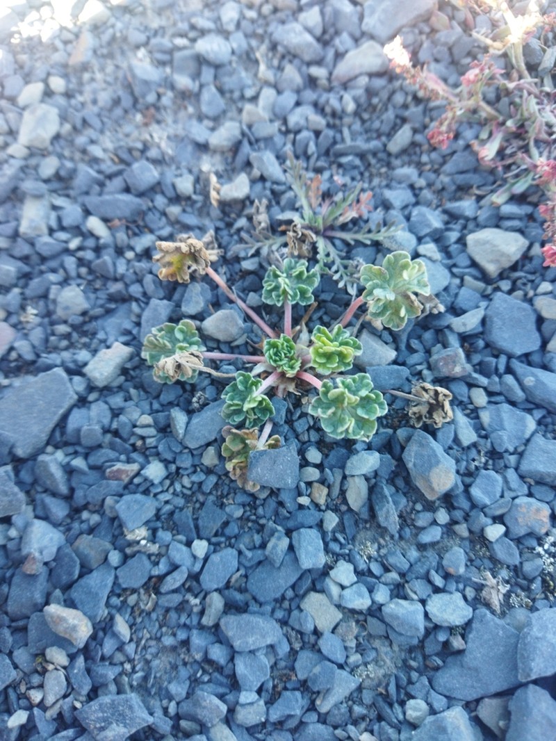 Geranium ruizii photo 4