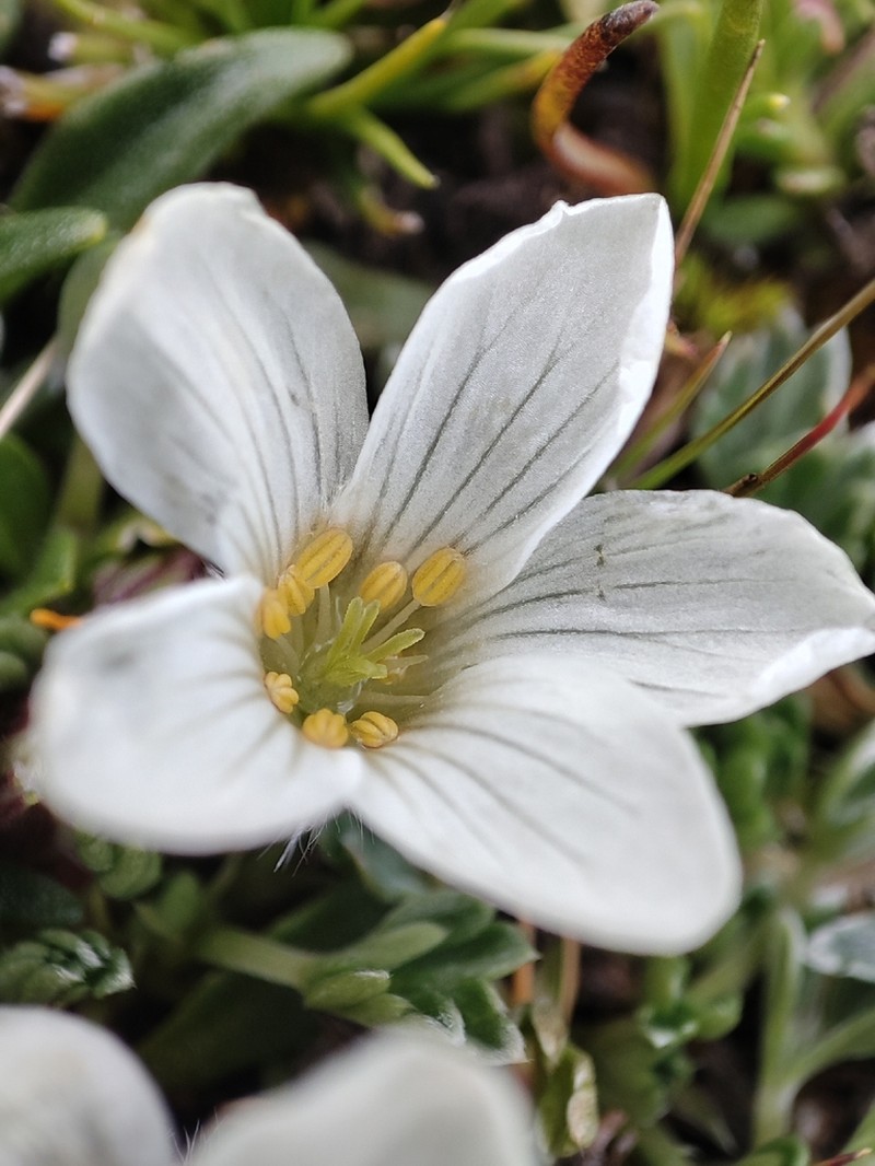 Geranium ruizii photo 6
