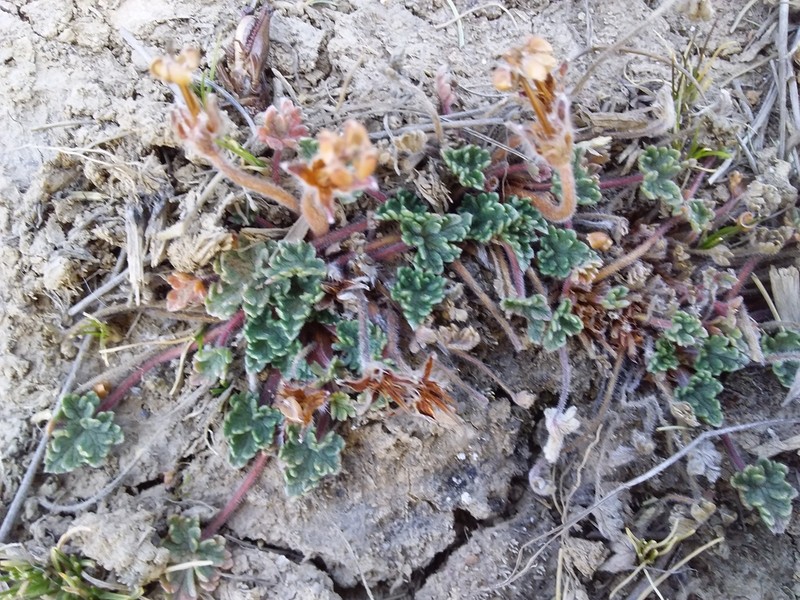 Geranium ruizii photo 7