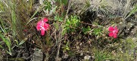 Geranium rupicola