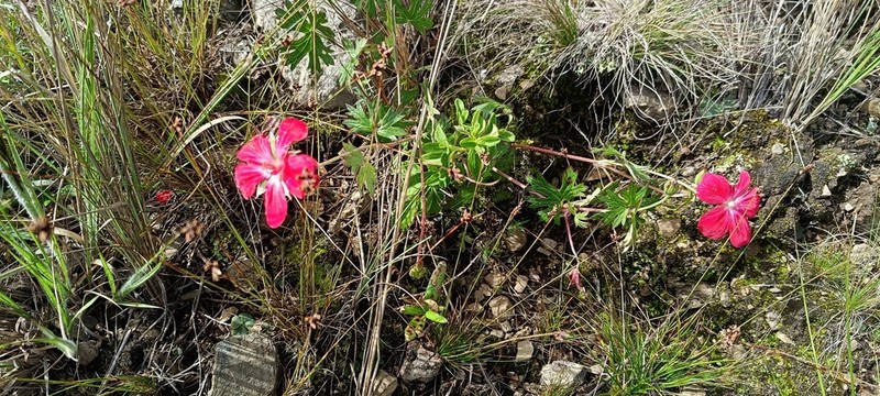 Geranium rupicola