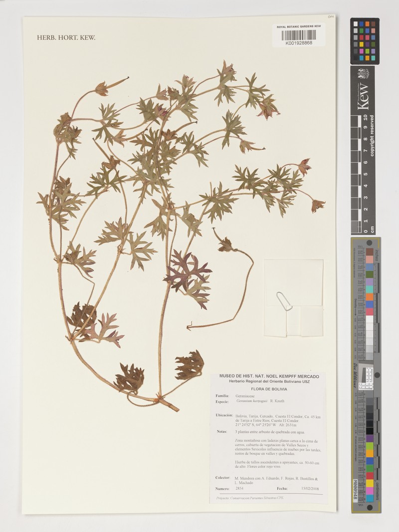 Geranium rupicola photo 2
