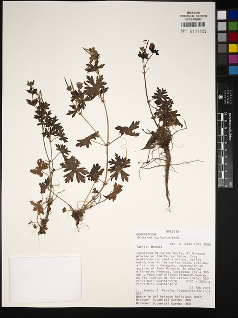 Geranium rupicola photo 3