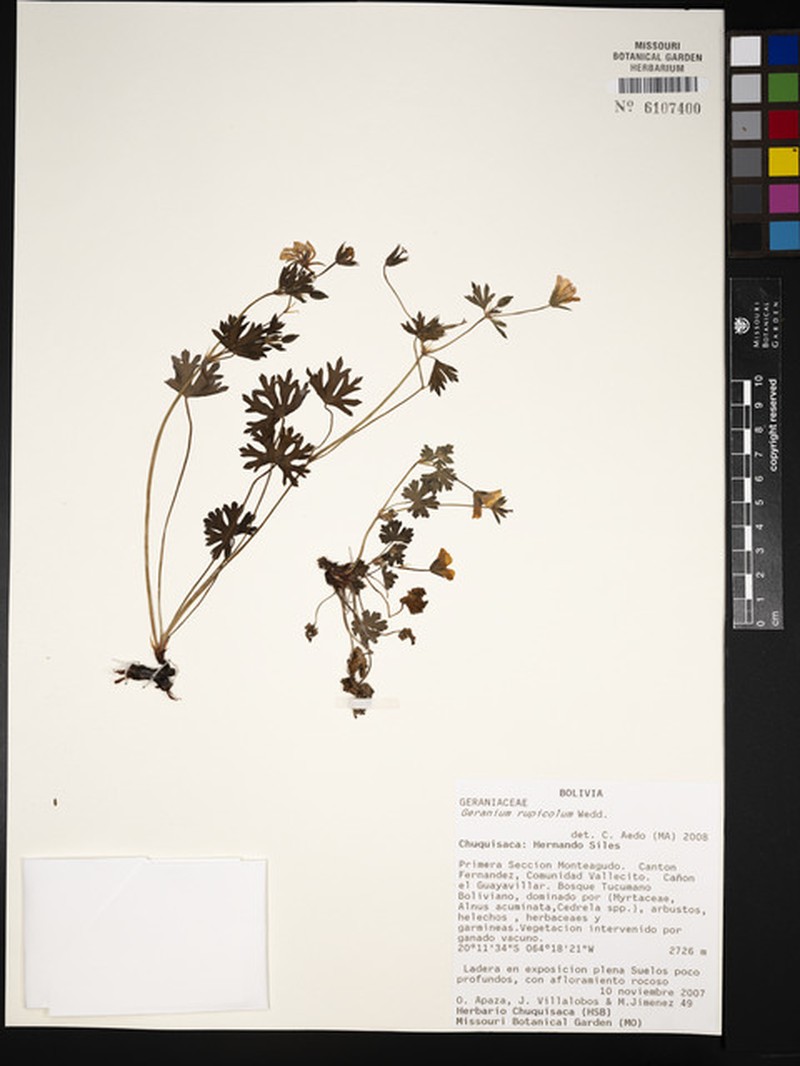 Geranium rupicola photo 4