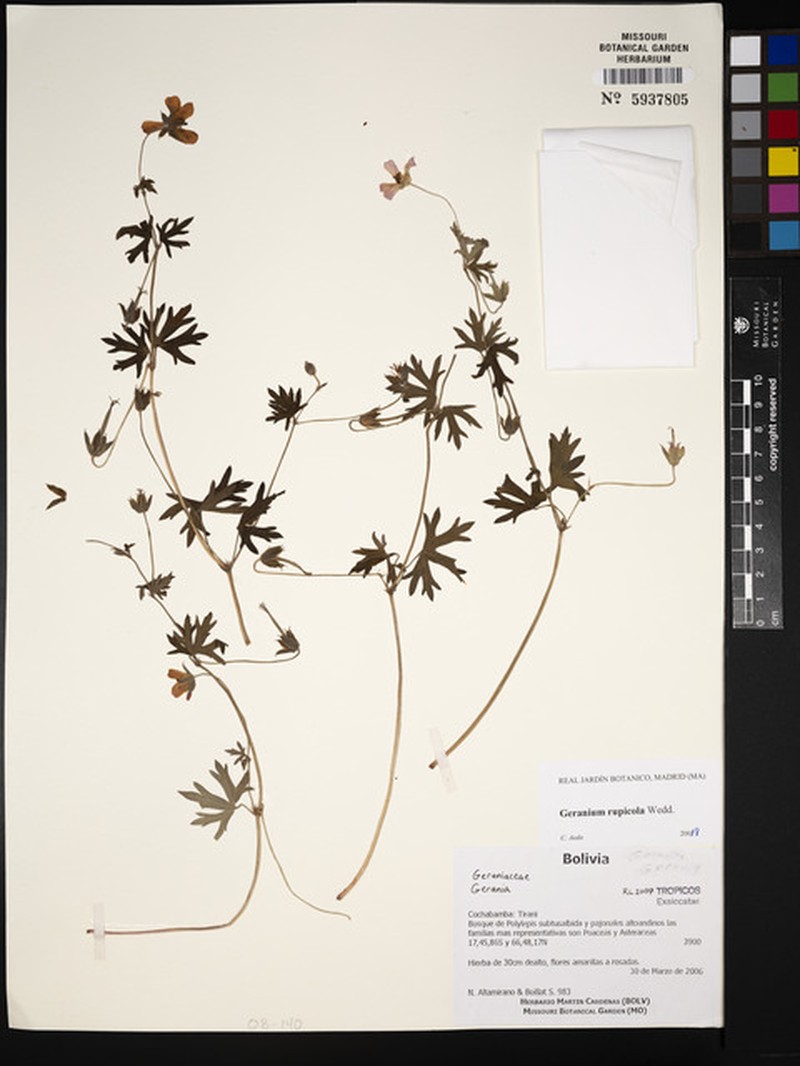 Geranium rupicola photo 5