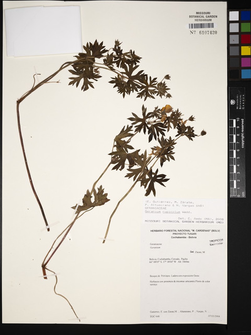 Geranium rupicola photo 6