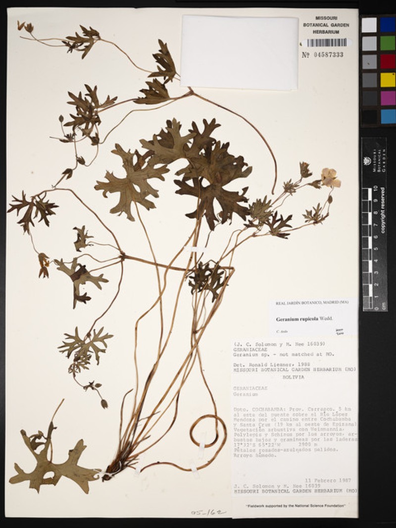 Geranium rupicola photo 7