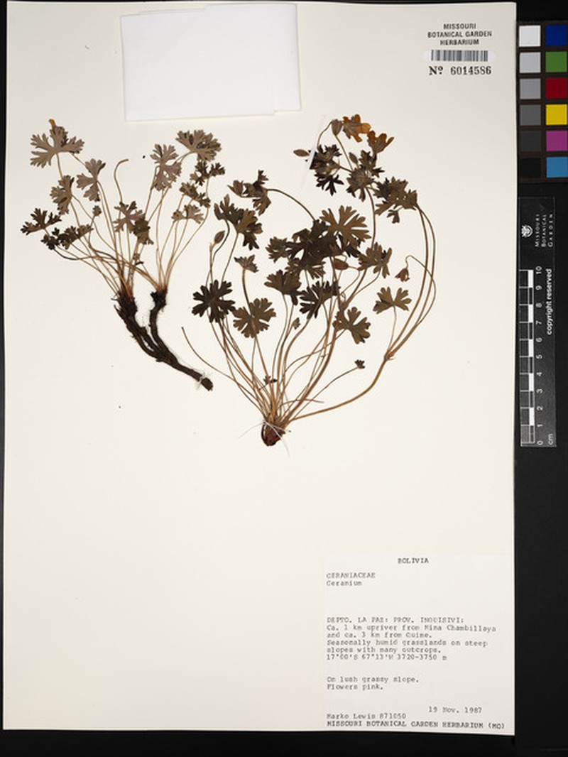 Geranium rupicola photo 8
