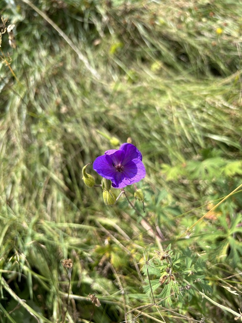 Geranium ruprechtii photo 2