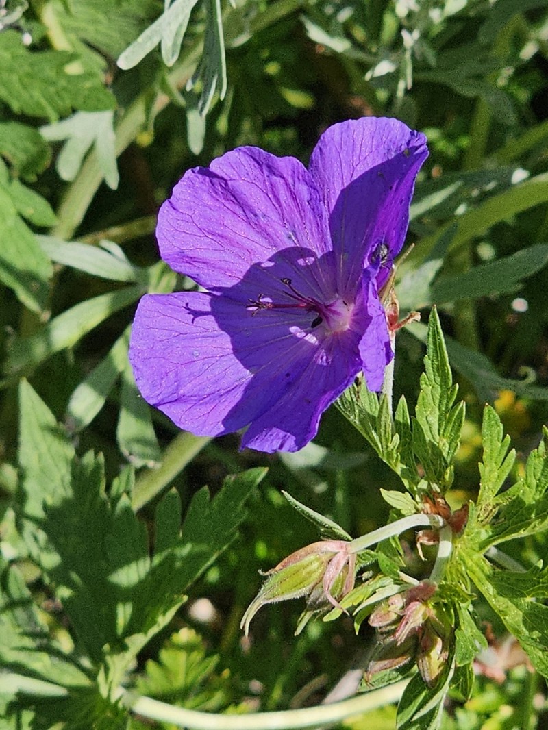 Geranium ruprechtii photo 3