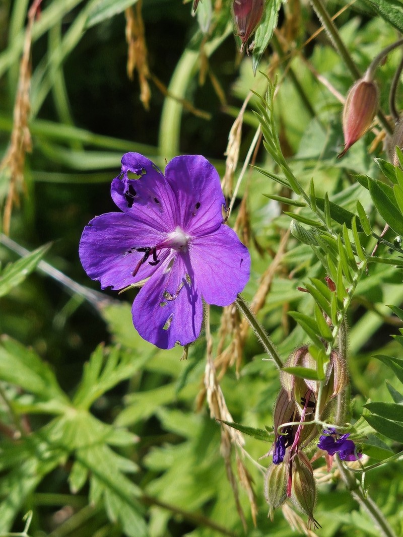 Geranium ruprechtii photo 4