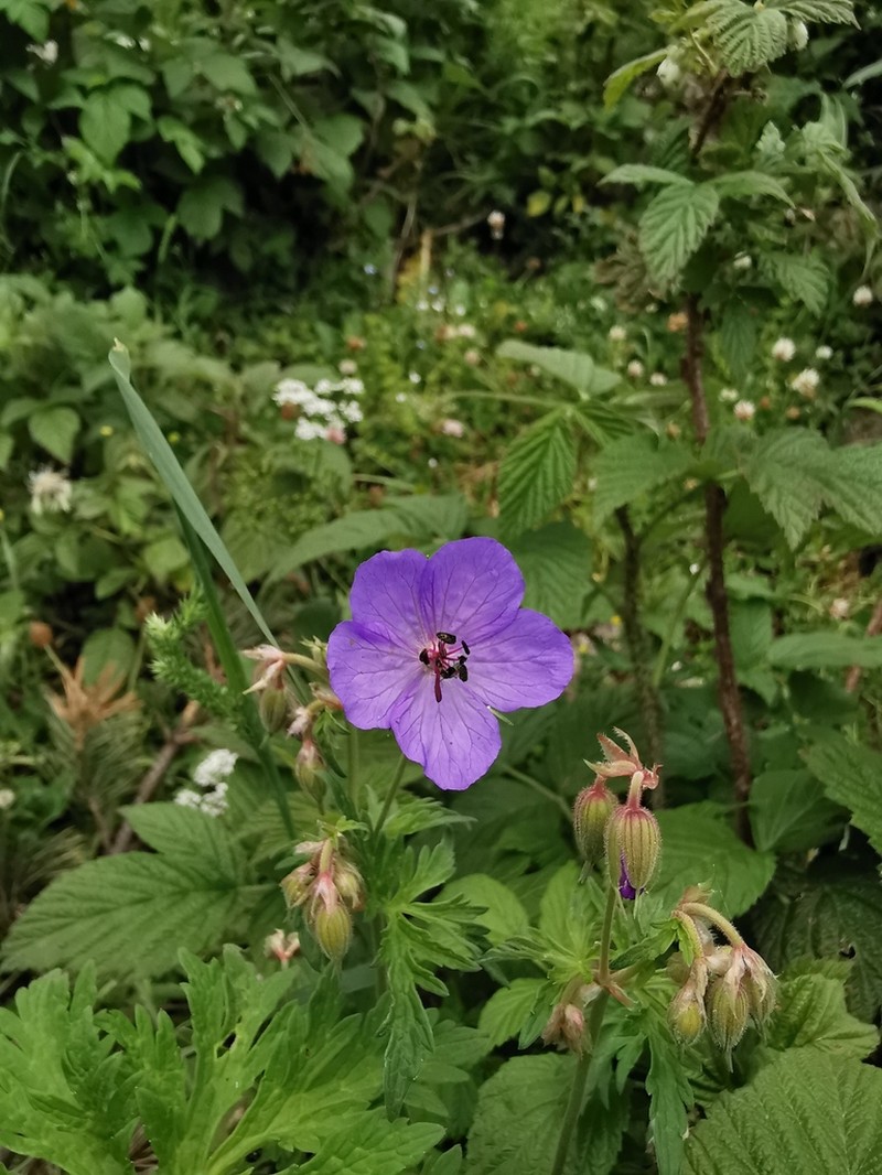 Geranium ruprechtii photo 5