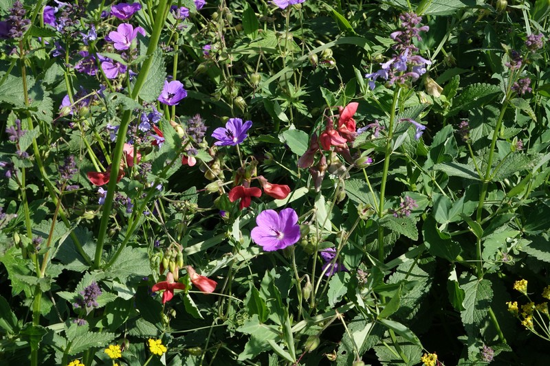 Geranium ruprechtii photo 6