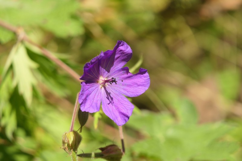 Geranium ruprechtii photo 7