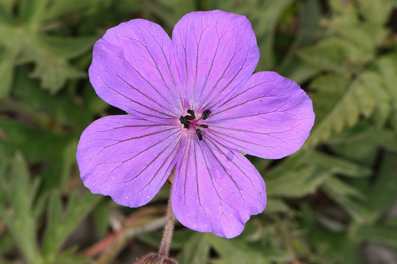 Geranium ruprechtii photo 8