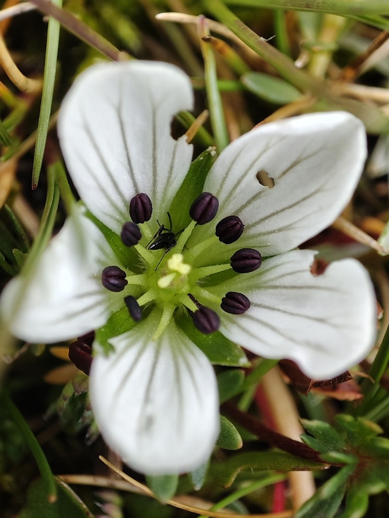 Geranium sagasteguii