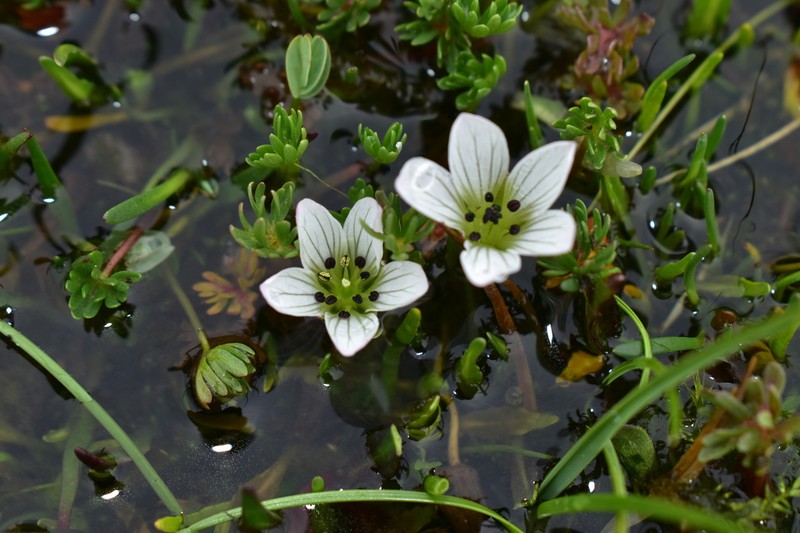 Geranium sagasteguii photo 2