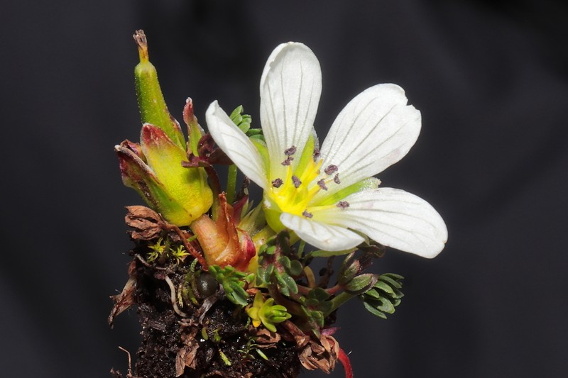 Geranium sagasteguii photo 3