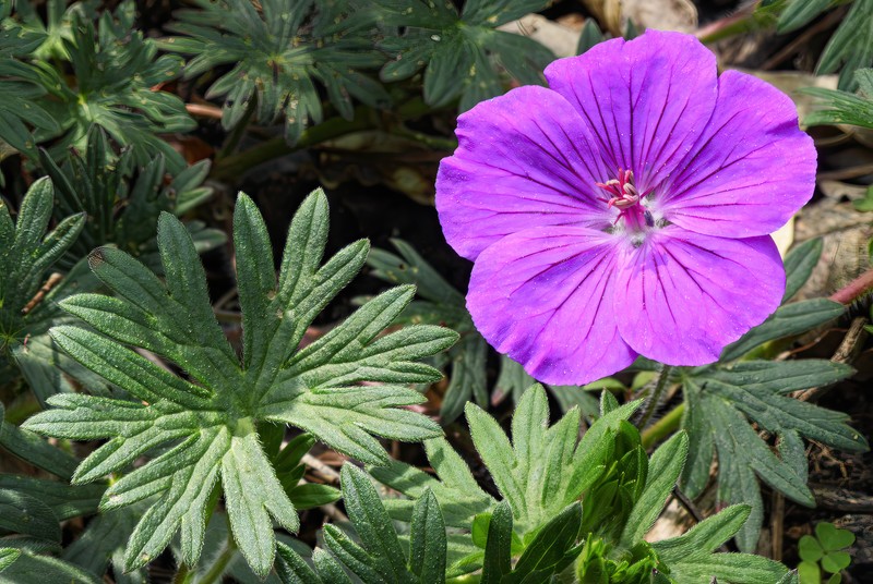 Bloody Geranium photo 2