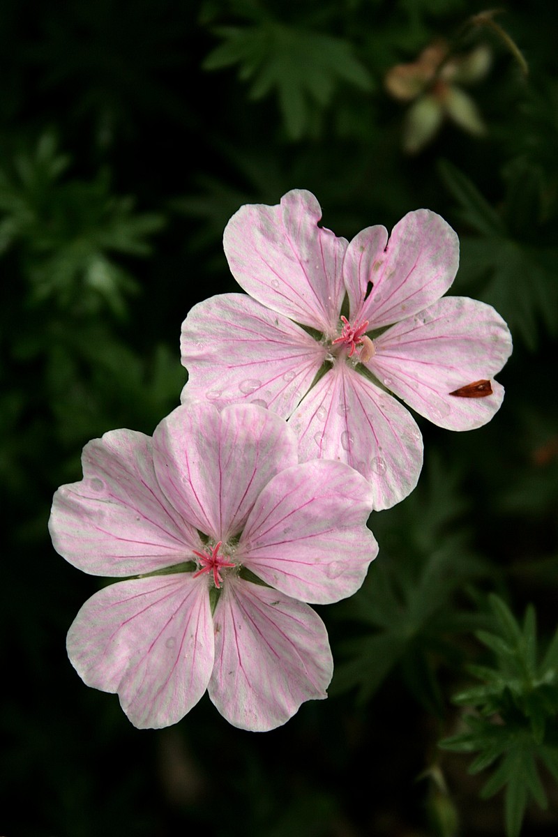 Bloody Geranium photo 2