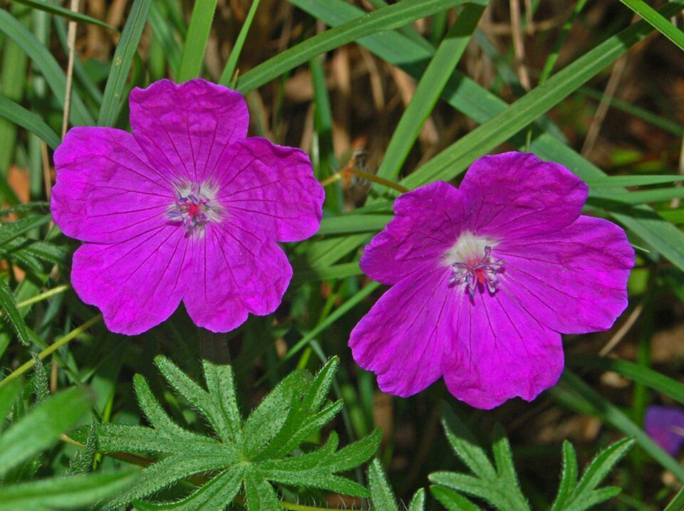 Bloody Geranium photo 3