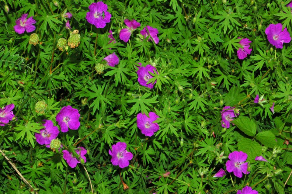 Bloody Geranium photo 4