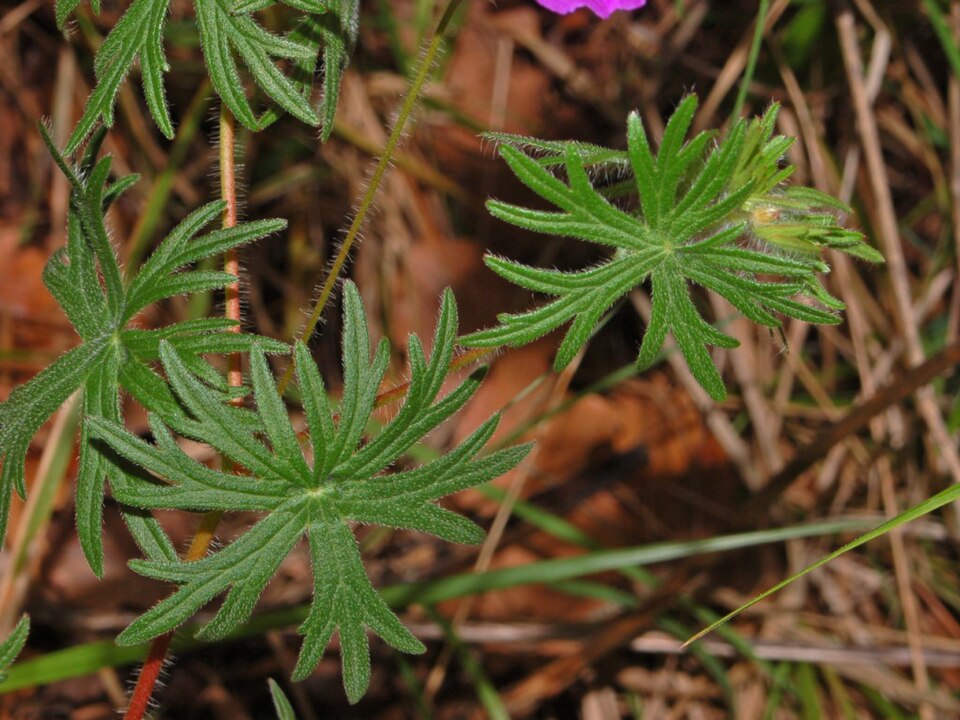 Bloody Geranium photo 5