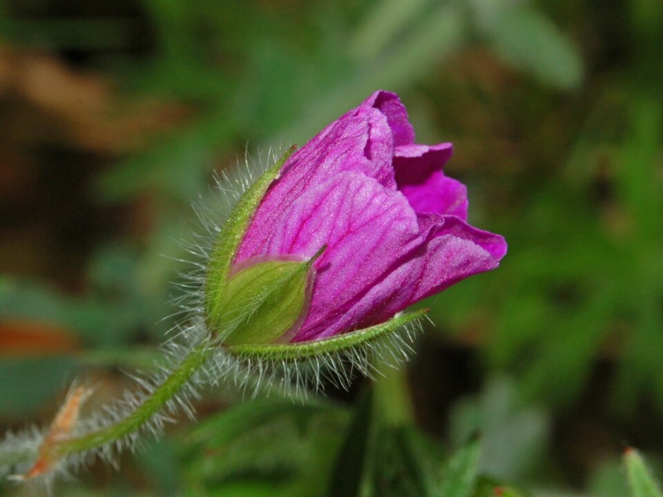 Bloody Geranium photo 6