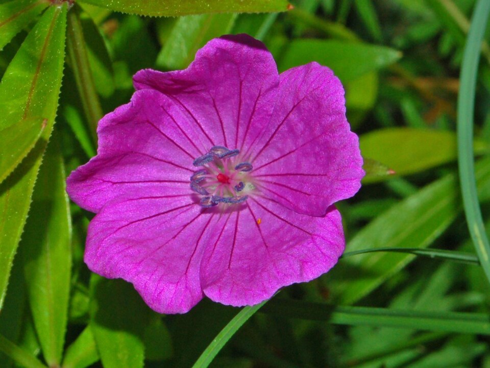 Bloody Geranium photo 7