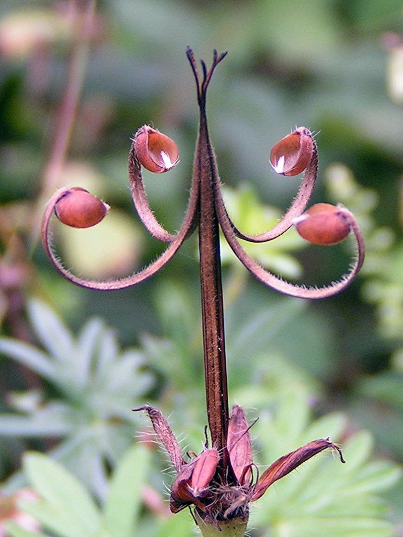 Bloody Geranium photo 8