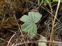 Geranium santanderiense