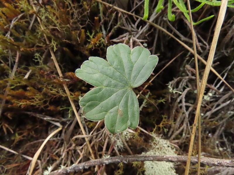 Geranium santanderiense