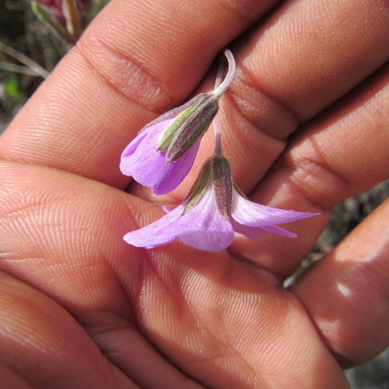 Geranium santanderiense photo 2