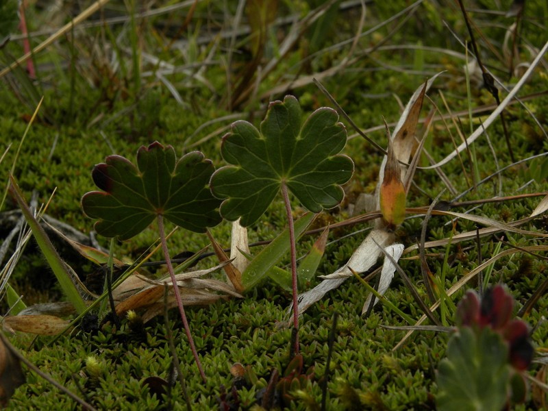 Geranium santanderiense photo 3