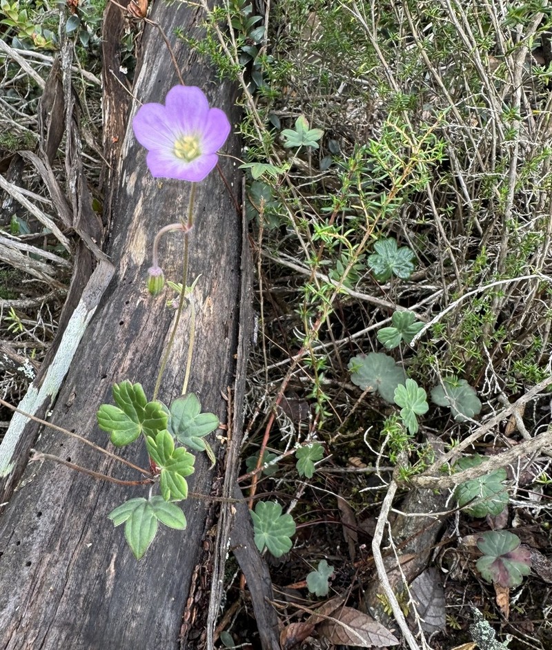 Geranium santanderiense photo 4