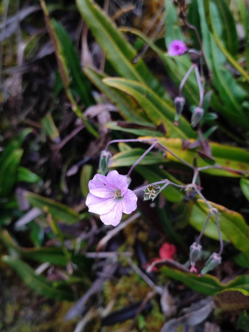 Geranium santanderiense photo 5