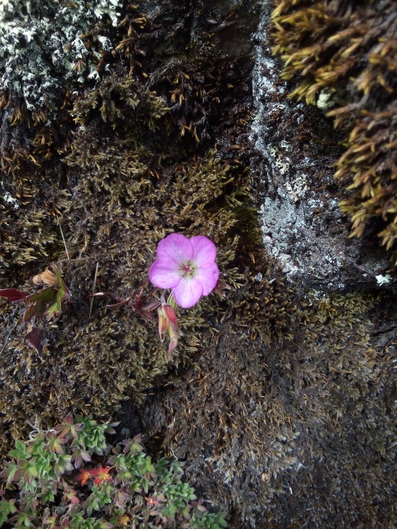 Geranium santanderiense photo 6