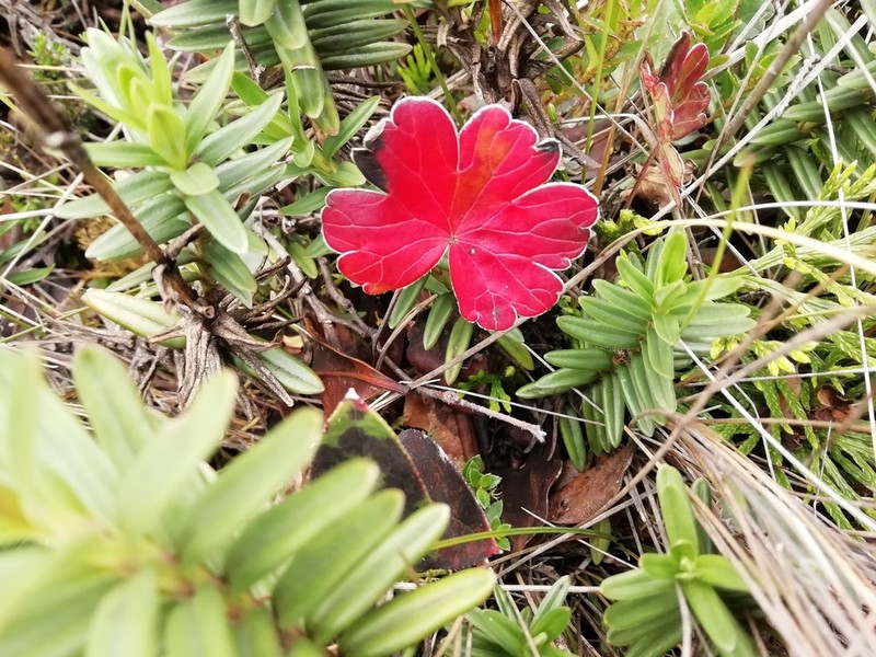 Geranium santanderiense photo 7