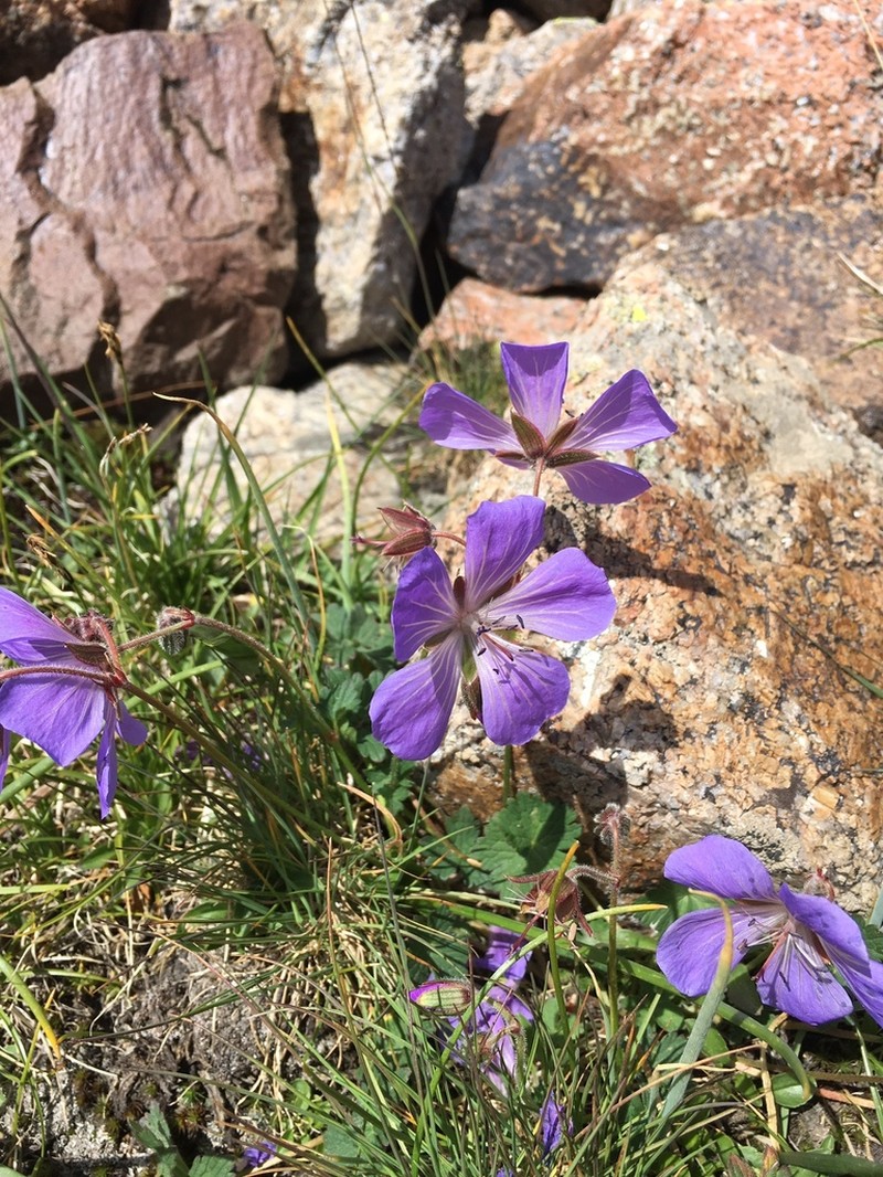 Geranium saxatile