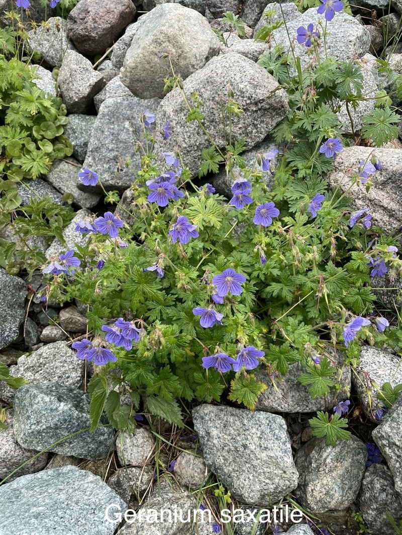 Geranium saxatile photo 2