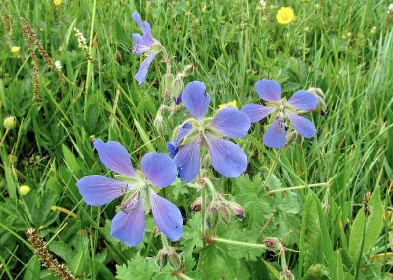 Geranium saxatile photo 3