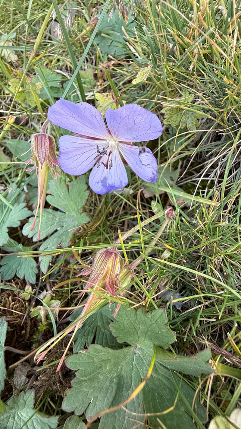 Geranium saxatile photo 4