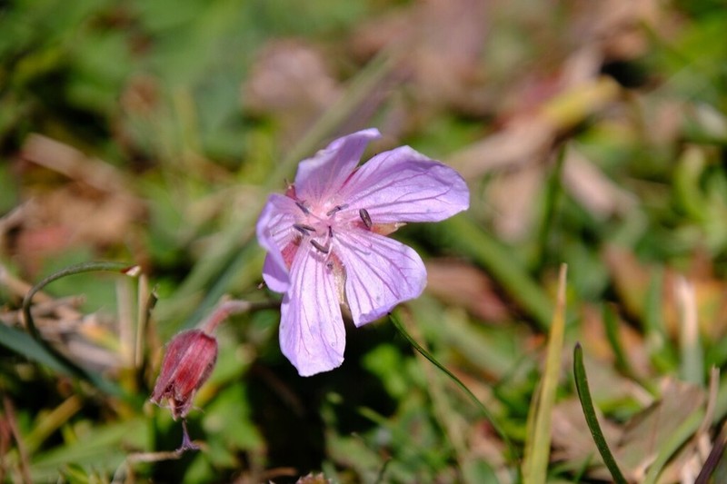 Geranium saxatile photo 5