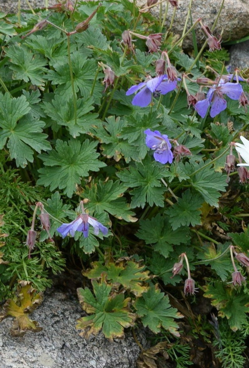 Geranium saxatile photo 6