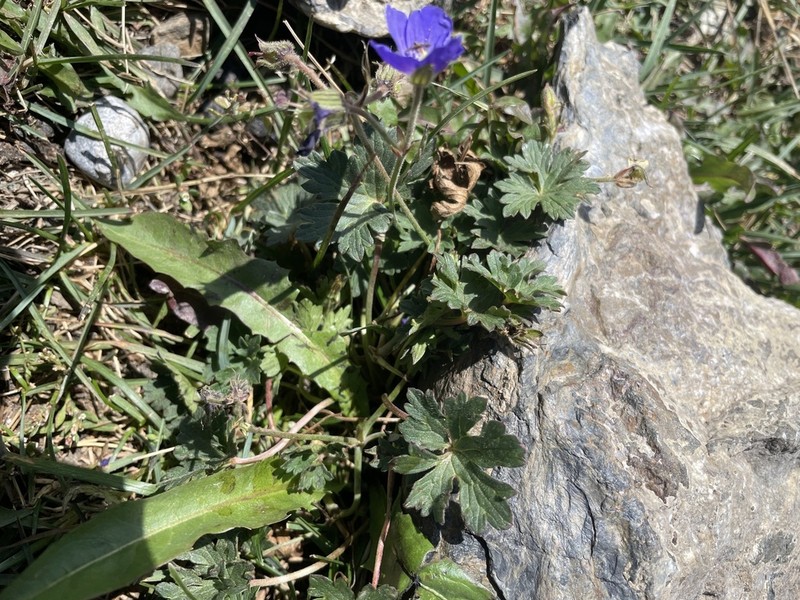 Geranium saxatile photo 7