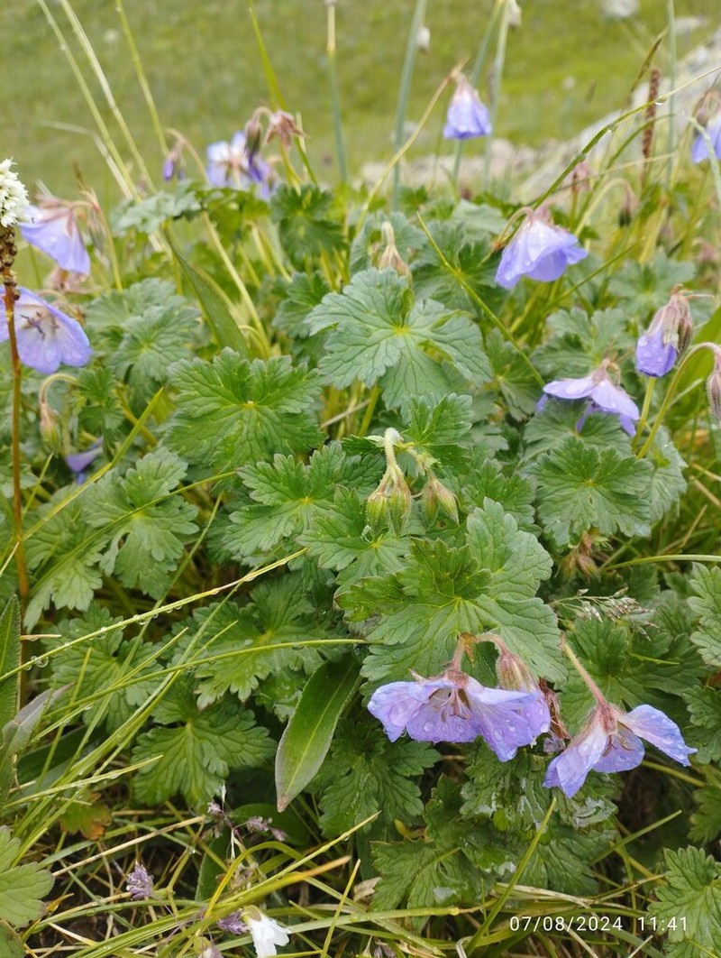 Geranium saxatile photo 8