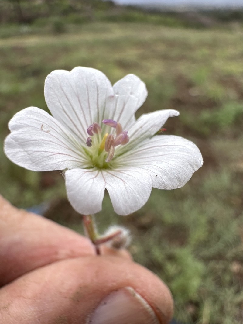 Geranium schiedeanum