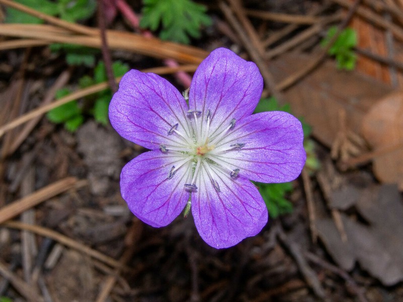 Geranium schiedeanum photo 2